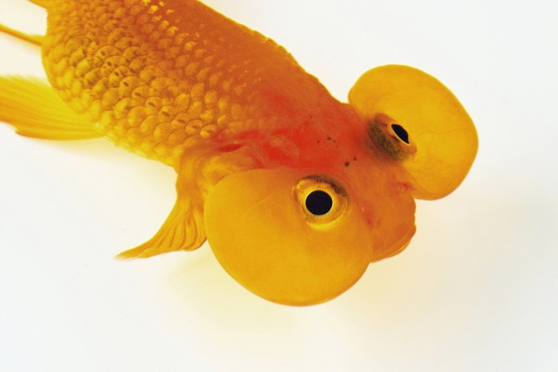 Goldfish_JenJ_Payless_shutterstock