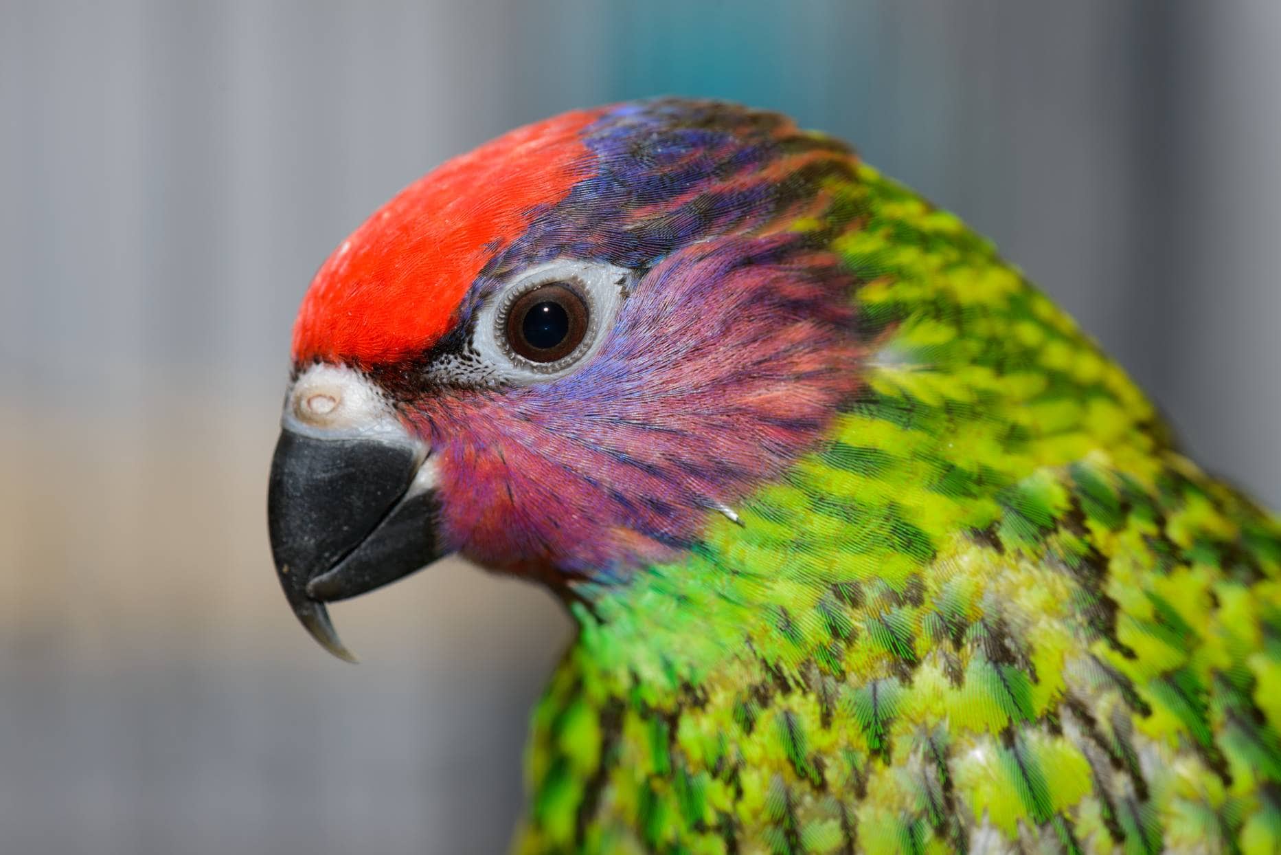Goldie’s Lorikeet side view closeup_CrystalMage_Shutterstock