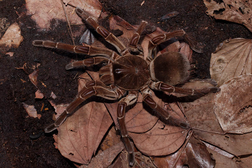Goliath Bird-Eating Tarantula