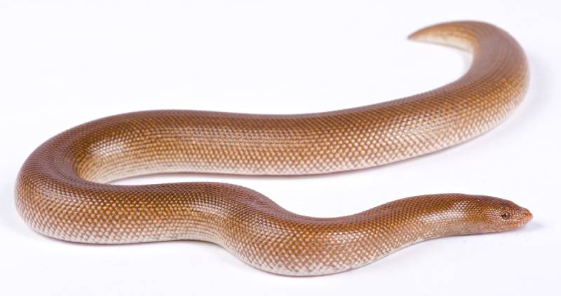 Gongylophis colubrinus rufescens