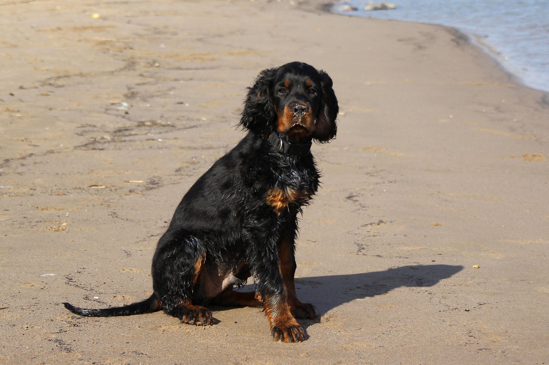 Gordon Setter-Pixabay