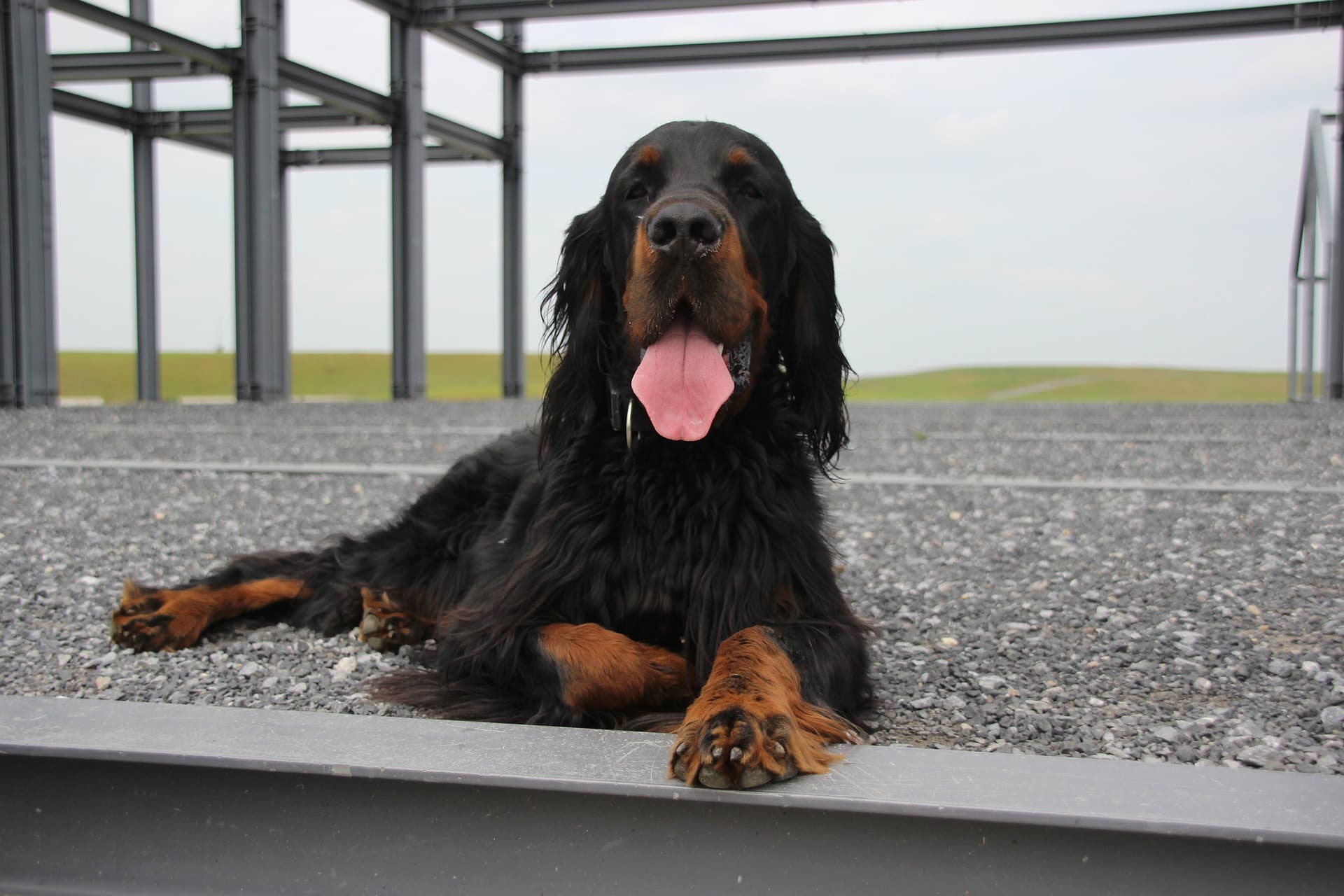 Gordon Setter -Pixabay1