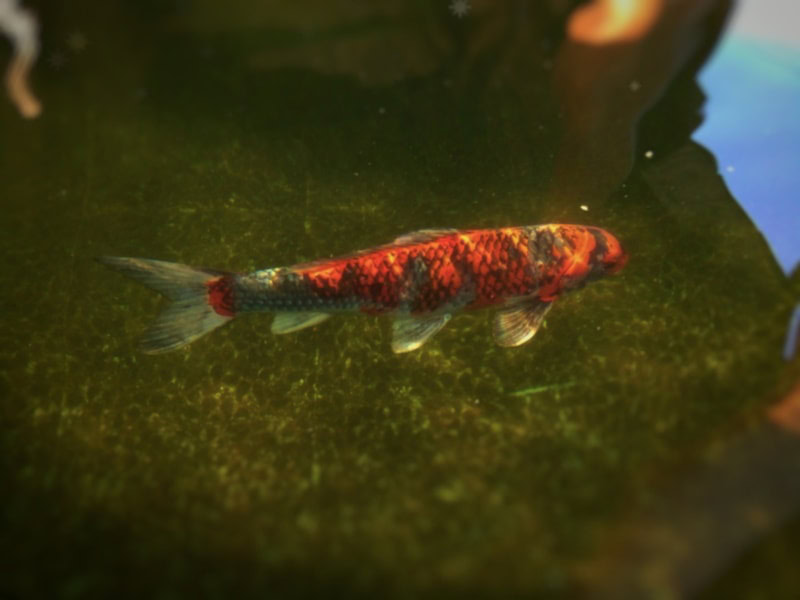 Goshiki koi fish in the tank