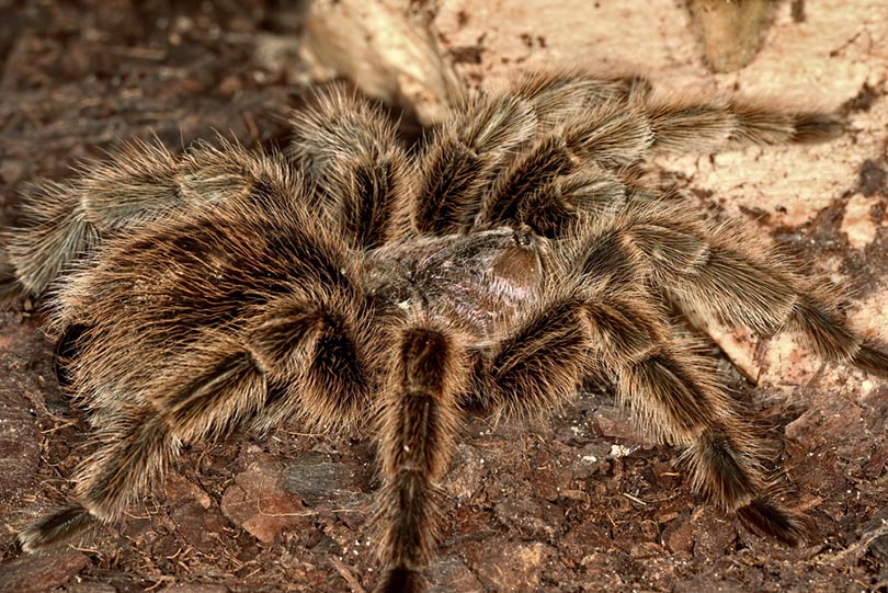 Grammostola anthracina spider walking across the ground