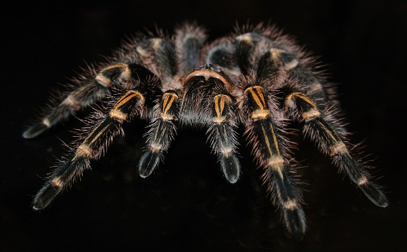 Grammostola pulchripes