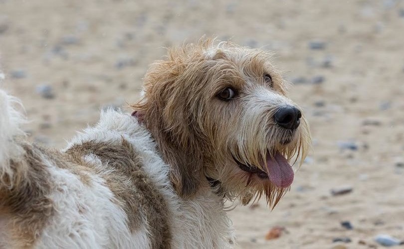 Grand Basset Griffon Vendéen looking