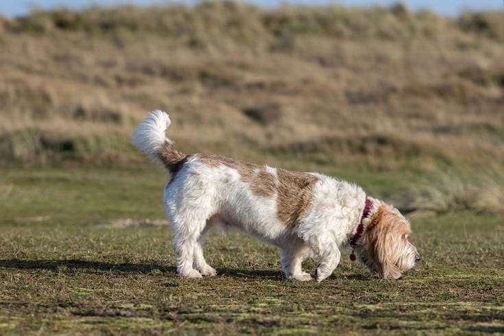 Grand Basset Griffon Vendeen walking outdoors