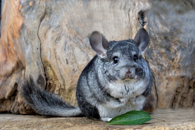 Gray Chinchilla