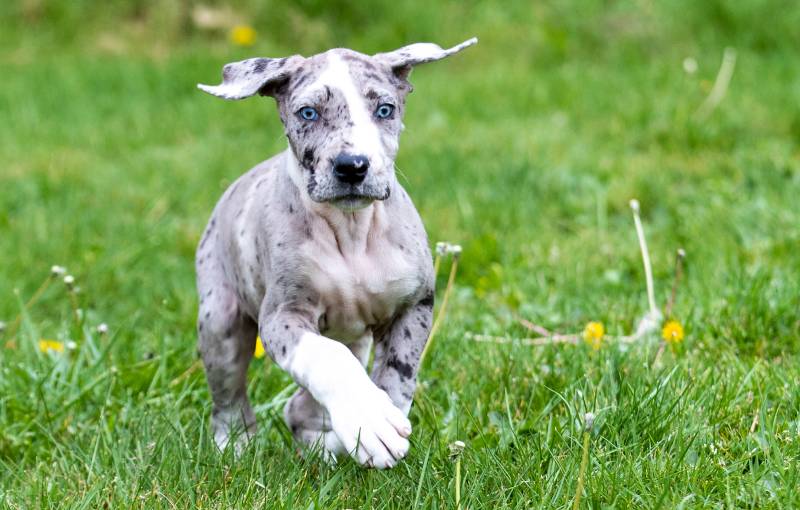 Gray Great Dane Puppy with blue eyes running outdoors