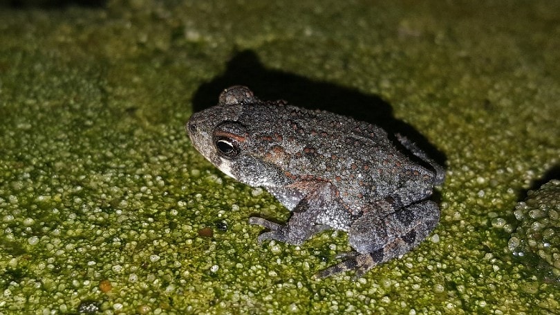 Gray Tree Frog at night