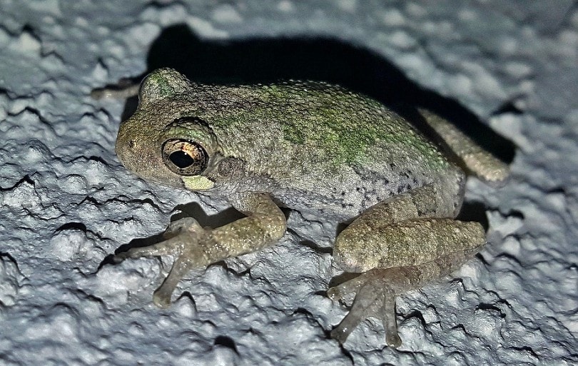 Gray Tree Frog on ground