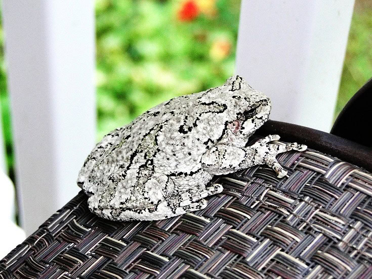 Gray Tree Frog