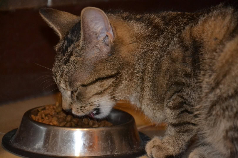 Gray cat eating cat food