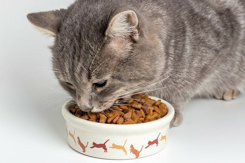 gray-cat-eating-from-the-bowl