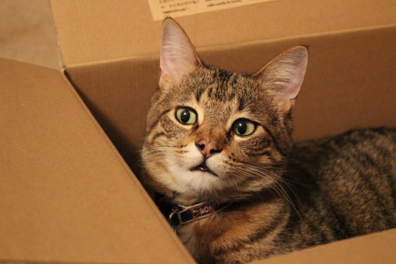 Gray cat inside a box