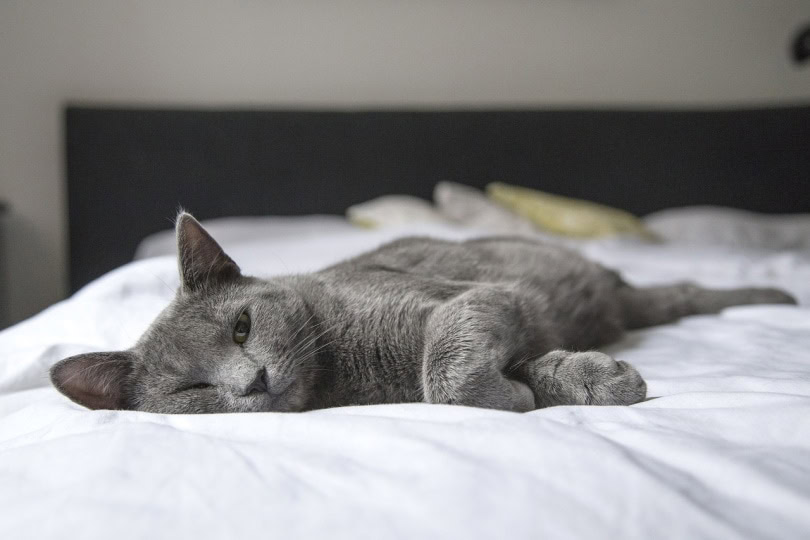 Gray cat laying down on a bed