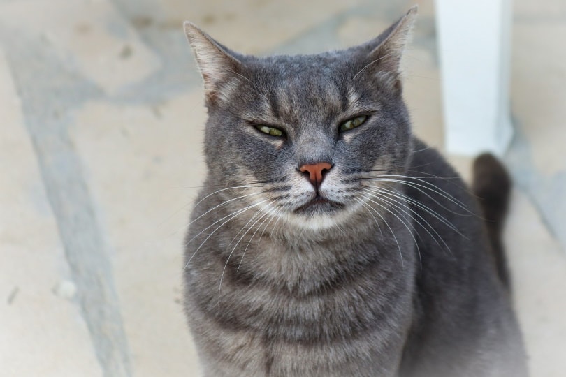 Gray cat looking at camera
