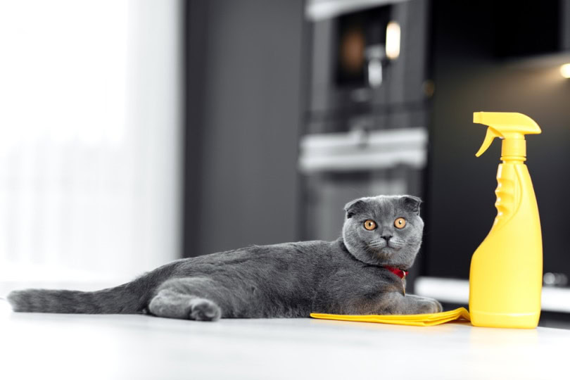 Gray cat sitting near a yellow spray bottle