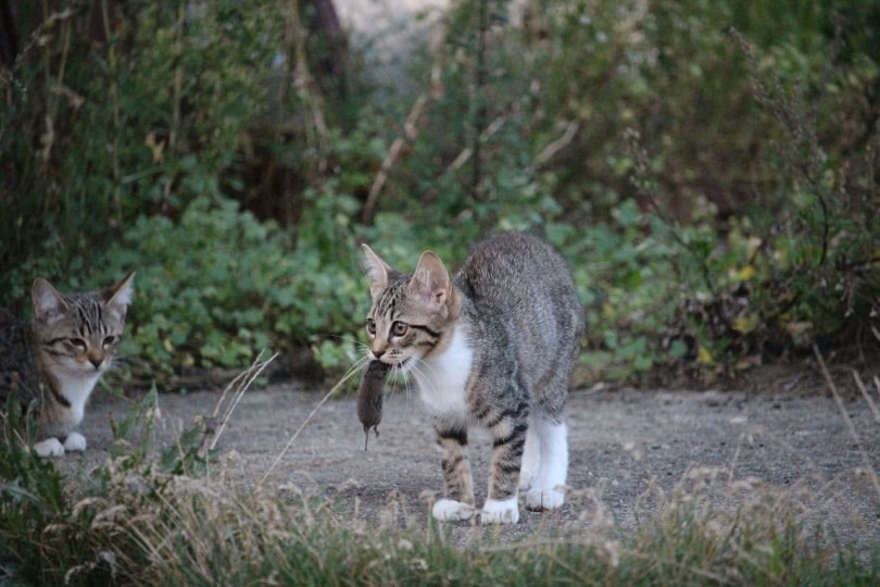 Gray cat with dead mouse in its mouth