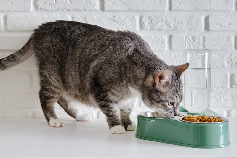 Gray senior cat eating dry cat food