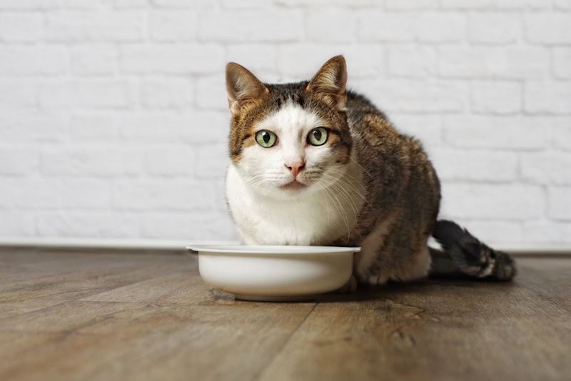 Gray senior cat looking at bowl