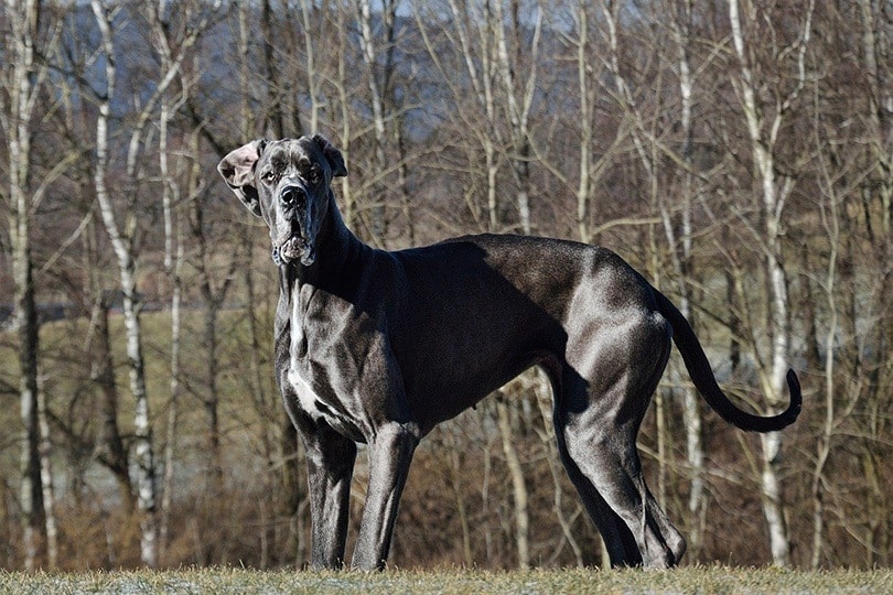 Great-Dane_Martin Tajmr, Pixabay