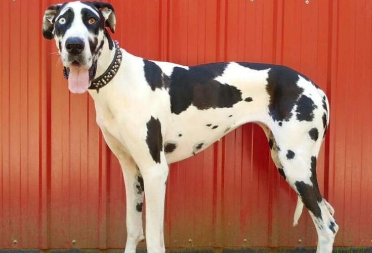 Great Dane with heterochromia
