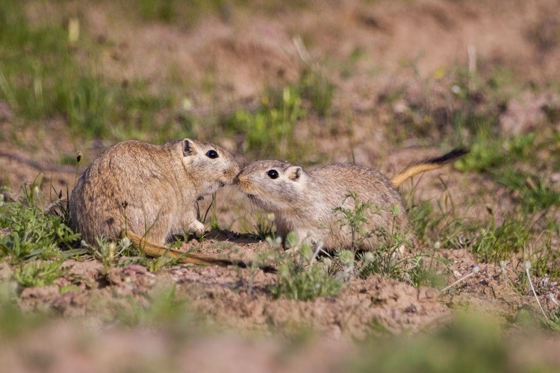Great Gerbil_Olga Kulakova_shutterstock