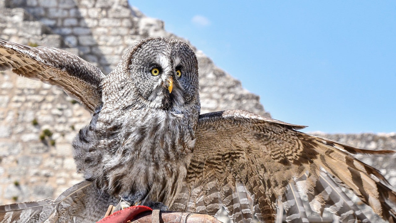 Great Grey Owl_christels, Pixabay