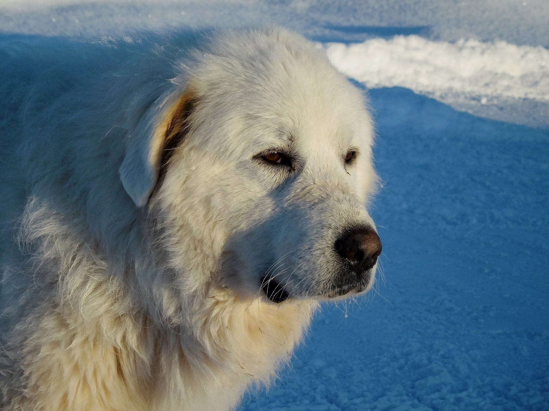 Great Pyrenees-Pixabay