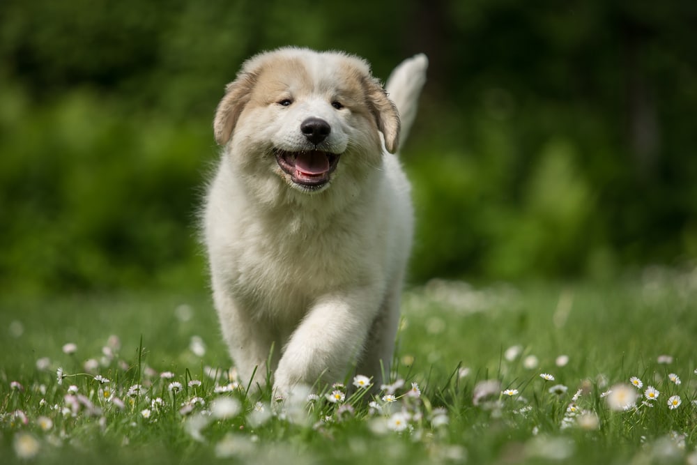 Great Pyrenees puppy running