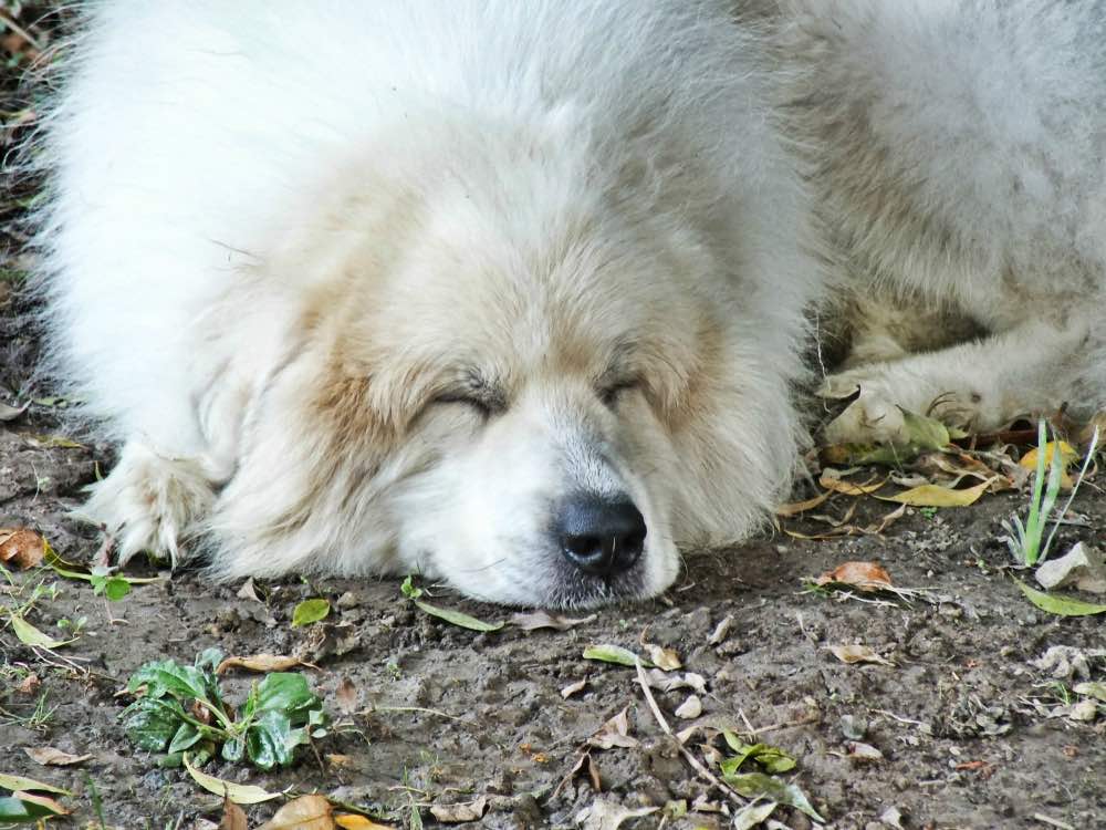 Great Pyrenees sleeping outdoors