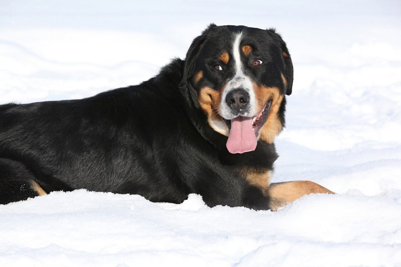 Greater Swiss Mountain Dog in winter
