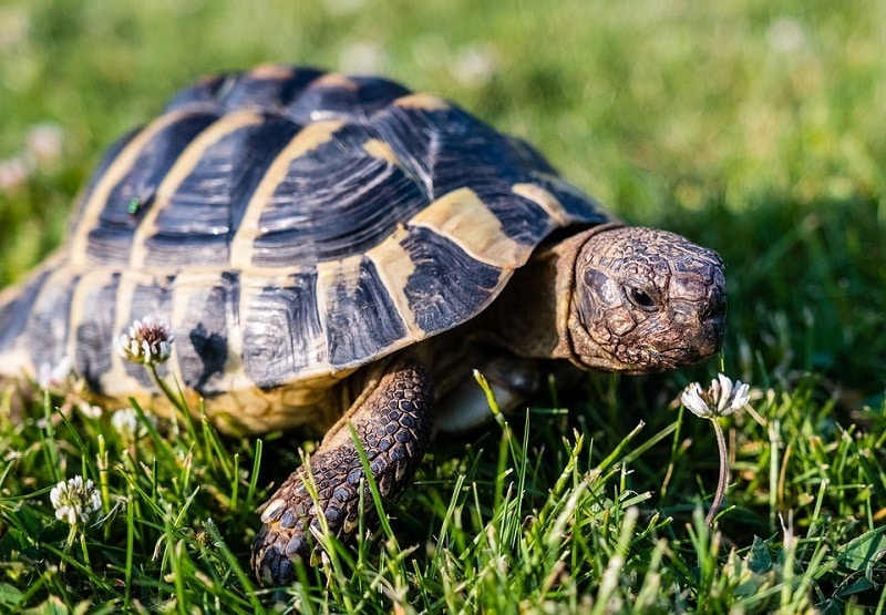 Greek Tortoise