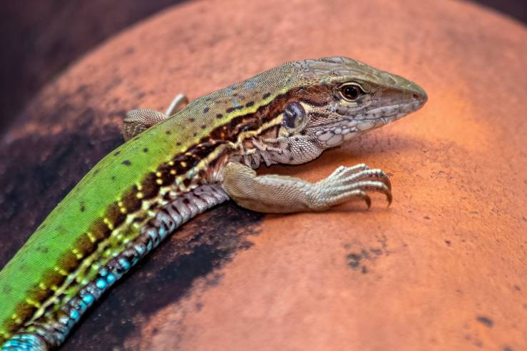 Green Ameiva side view_Fernando Calmon_Shutterstock