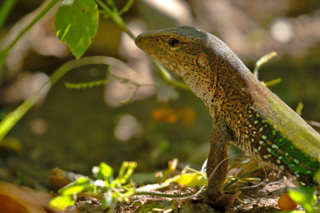 Green Ameiva side view_Jonathan Chancasana_Shutterstock
