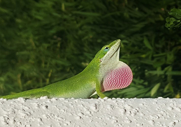 Green Anole