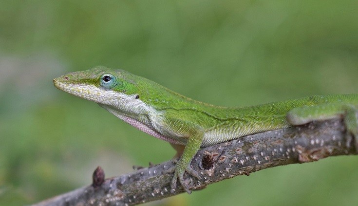 Green Anole