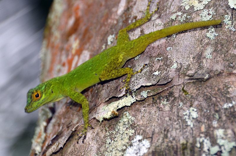Green Bark anole