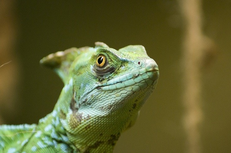 Green Basilisk