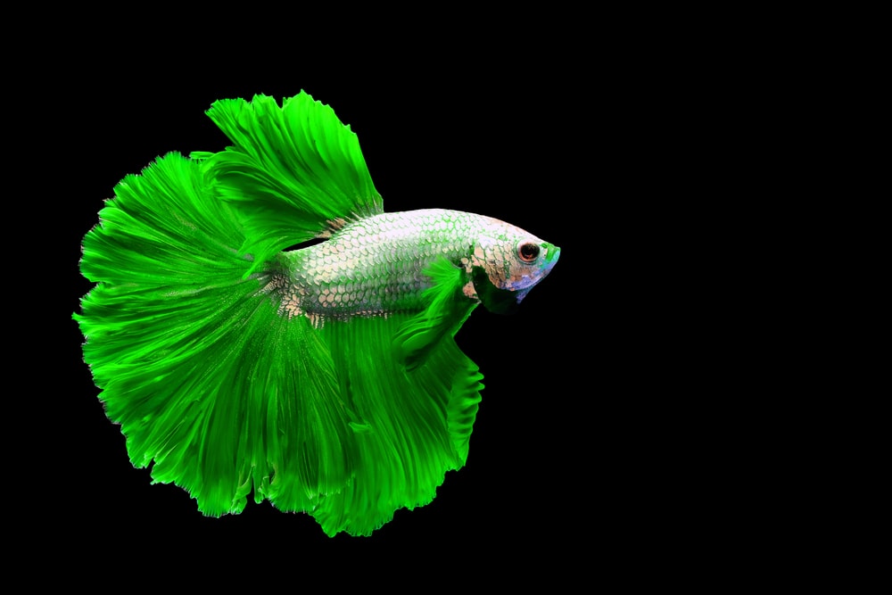 Green Betta Fish on a black background