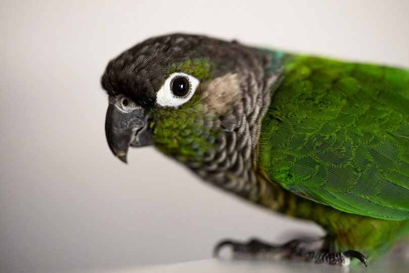 Green Cheek Conure with a blue leg ring_ice_blue_shutterstock