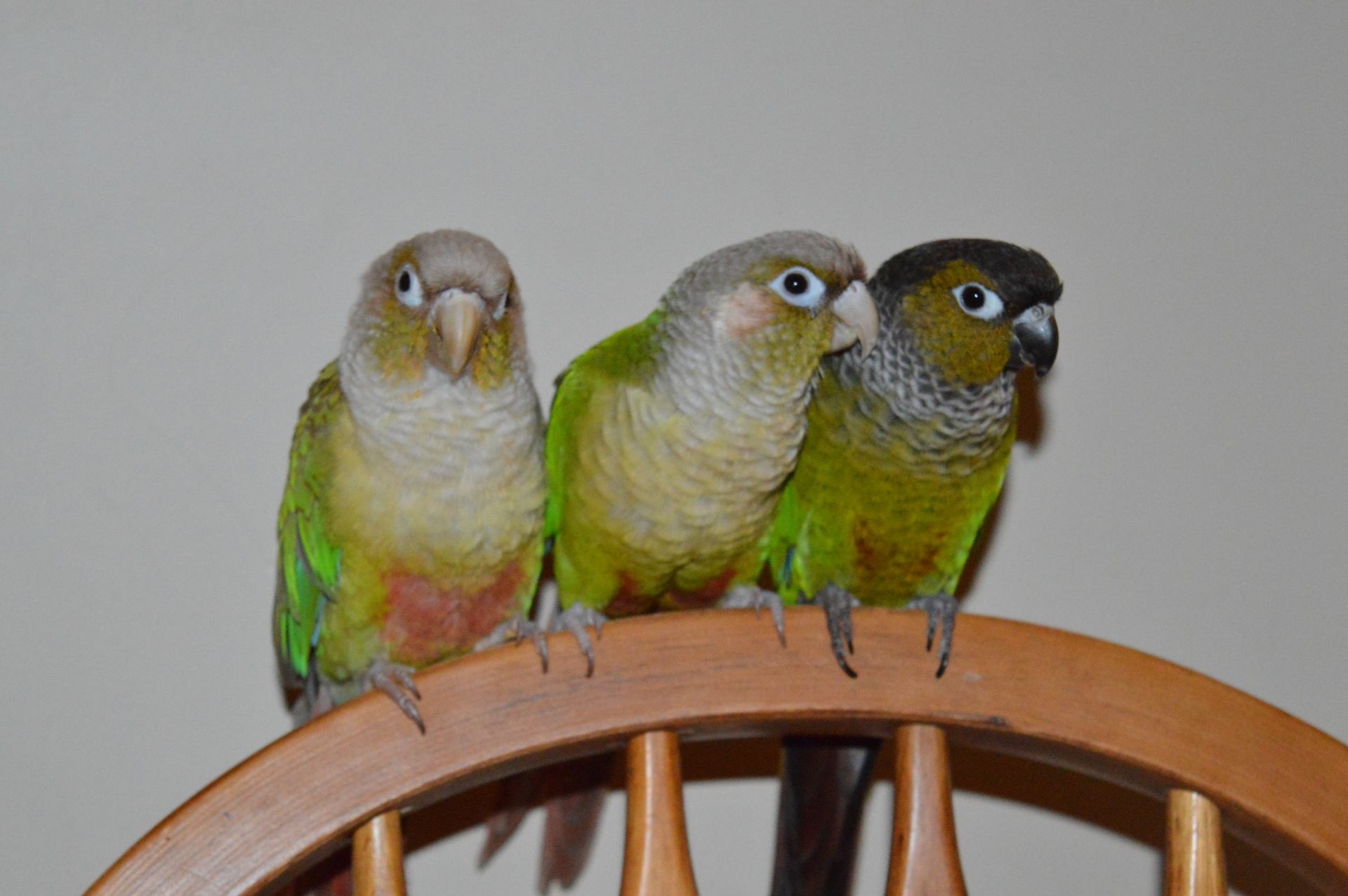 Green-Cheeked Conure