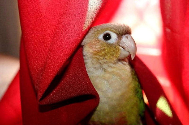 Green-CheekedConure