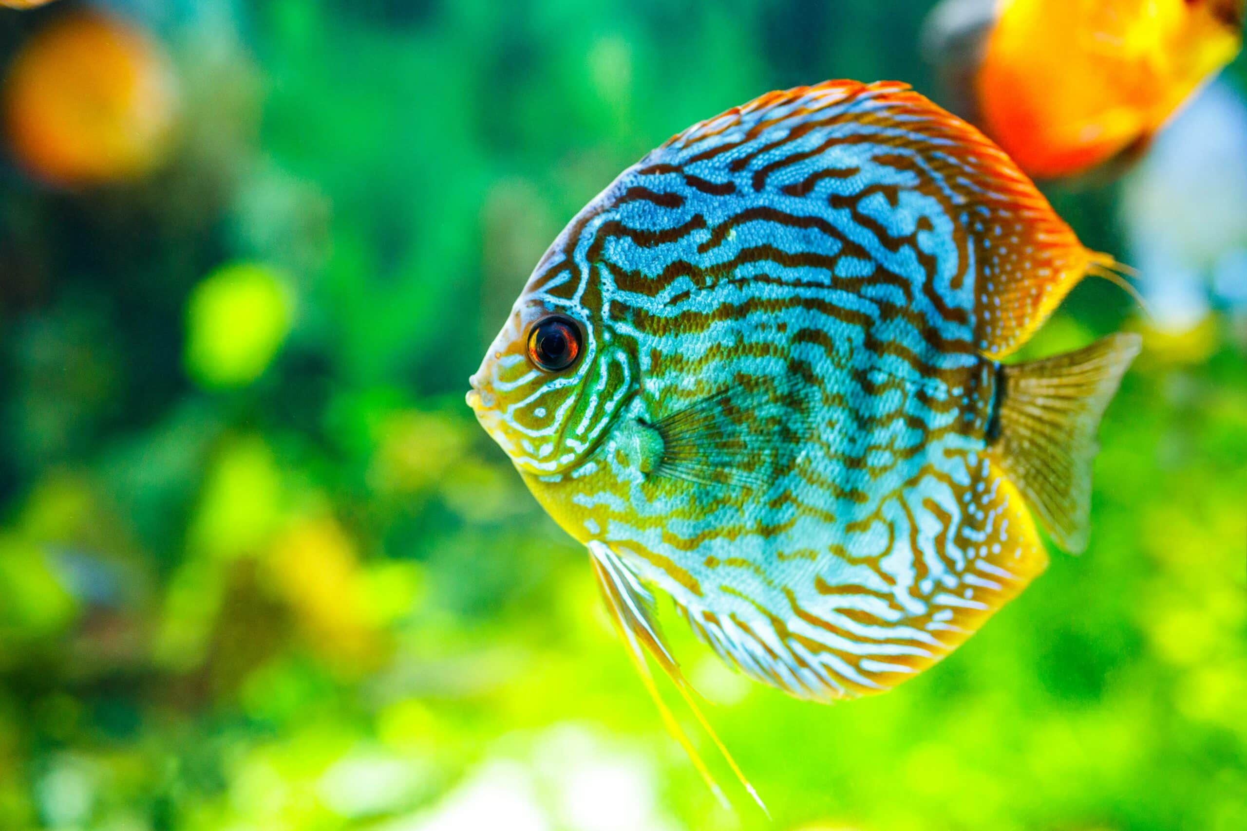 Green Discus