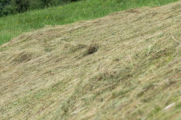 Green Hay