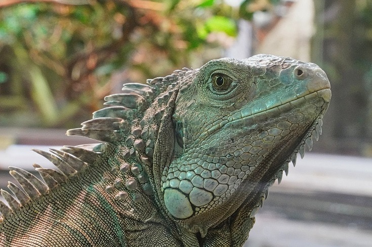 Green Iguana