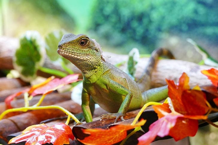Green Iguana Inside A Terrarium