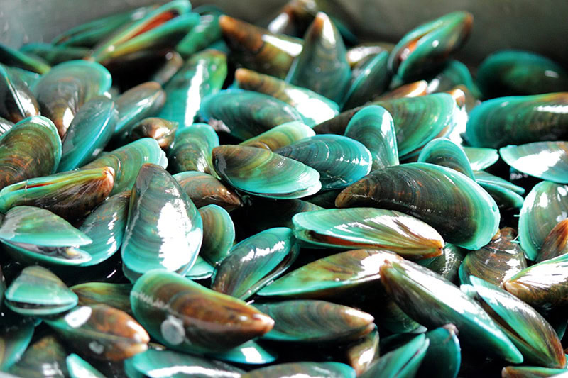 Green Lipped Mussel