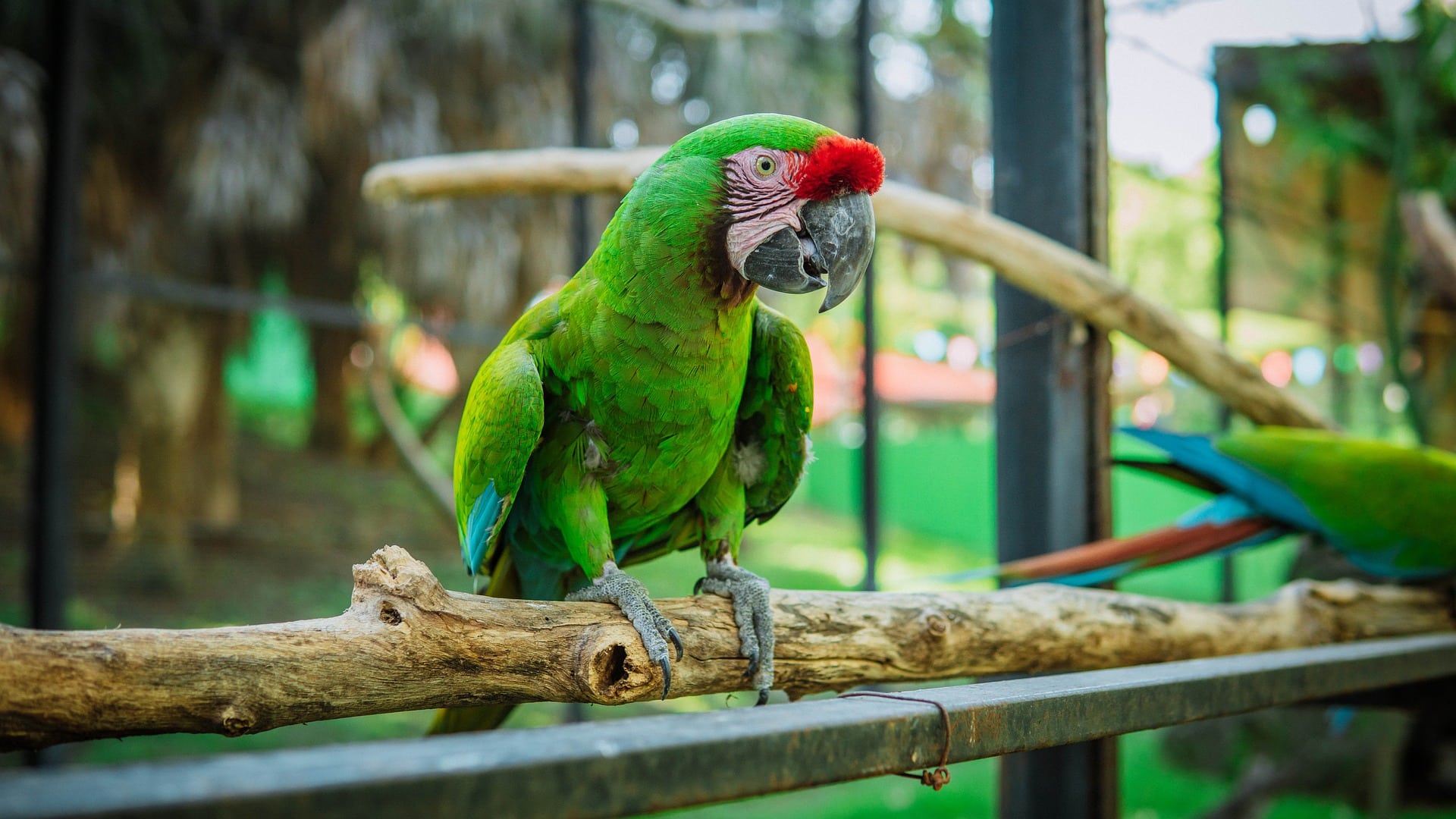Green Macaw